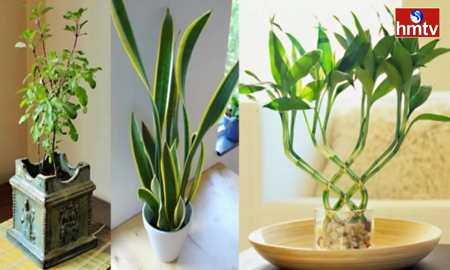 According To Vastu If These 3 Plants Are In The House It Is Auspicious Wealth Will Rain