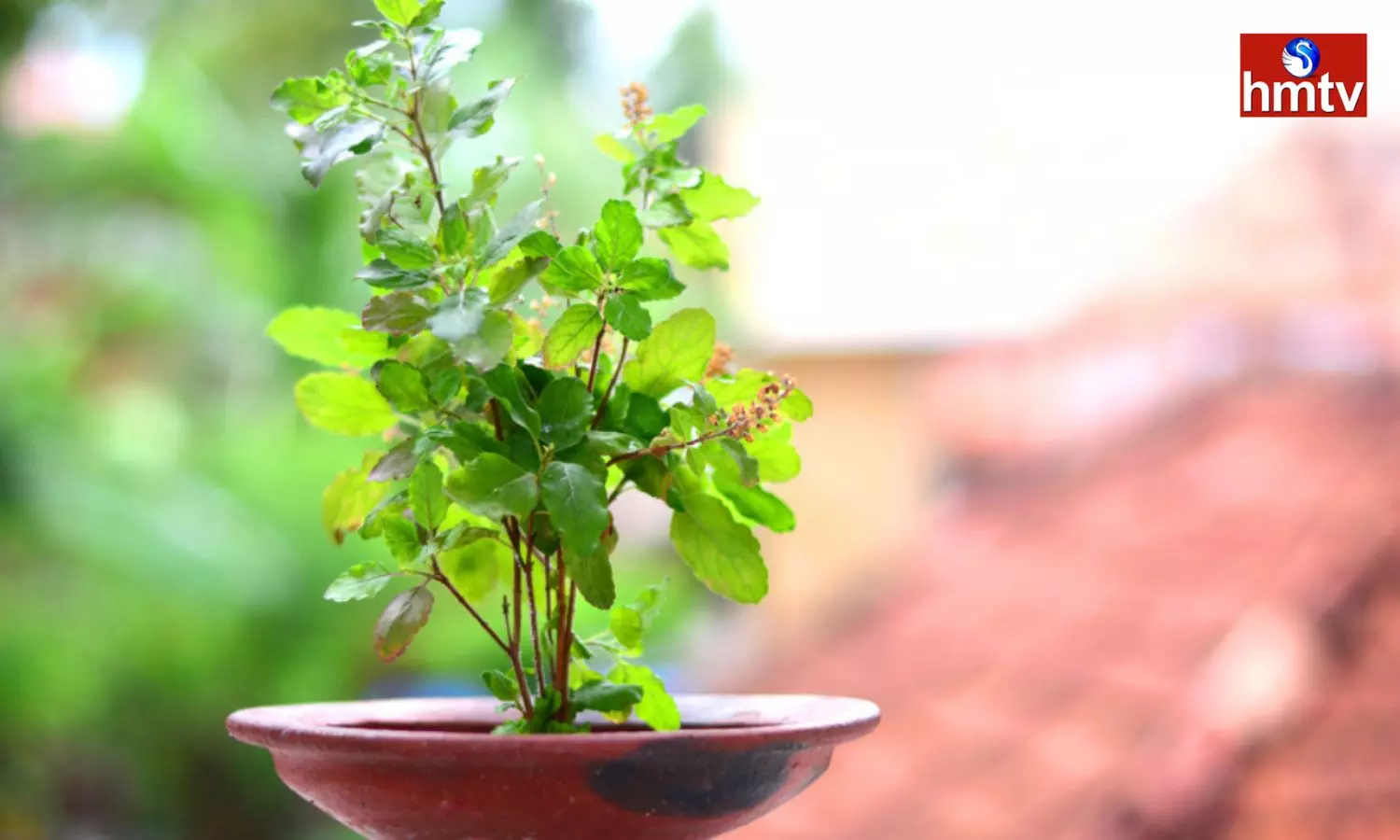 Worshiping Tulsi Plant Gives Positive Results Try These Remedies