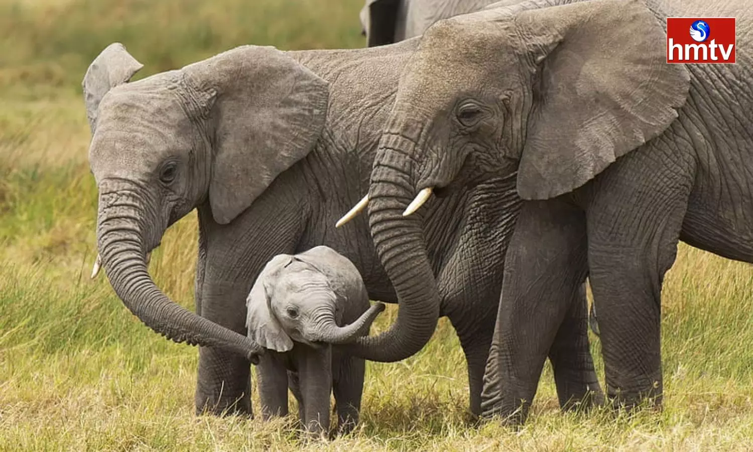 Train Accident In West Bengal Three Elephants died Train Accident In West Bengal Three Elephants died
