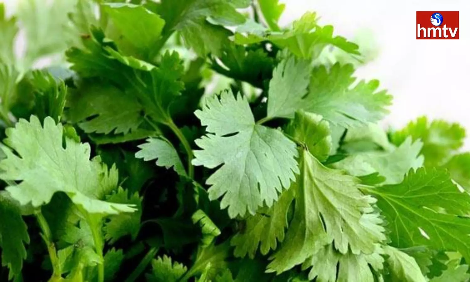 Coriander Leaves Are A Panacea For Health Definitely Eat Them For These Benefits