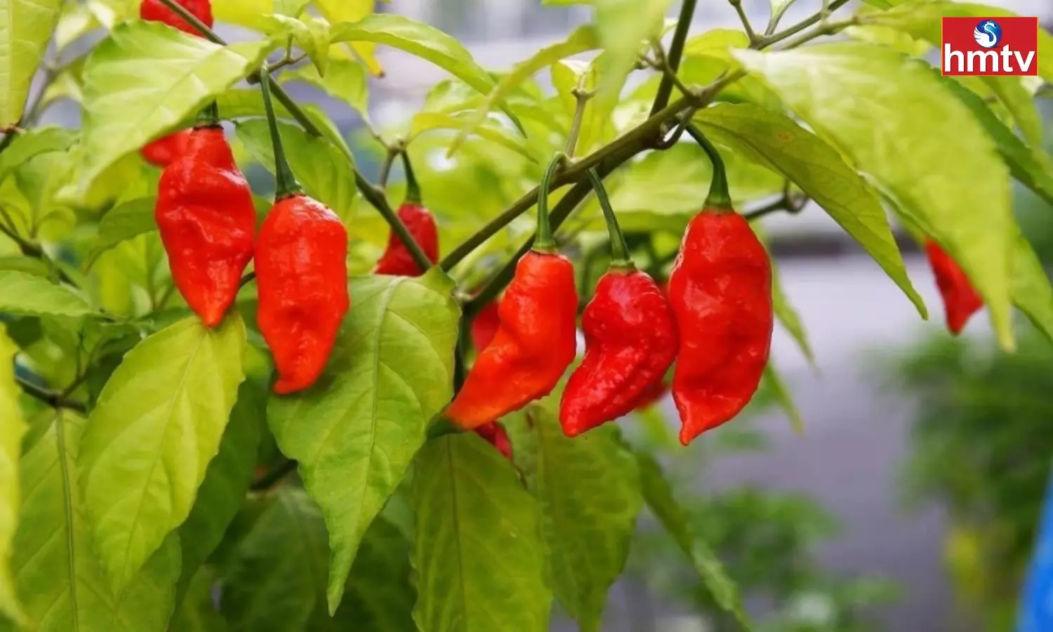 These are the Worlds Spiciest Chilies That People are Afraid to Eat