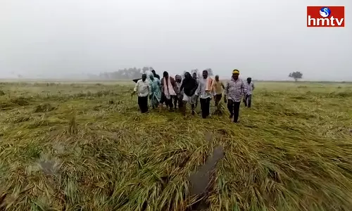 Submerged crop Fields In Ponnur In Guntur Submerged crop Fields In Ponnur In Guntur