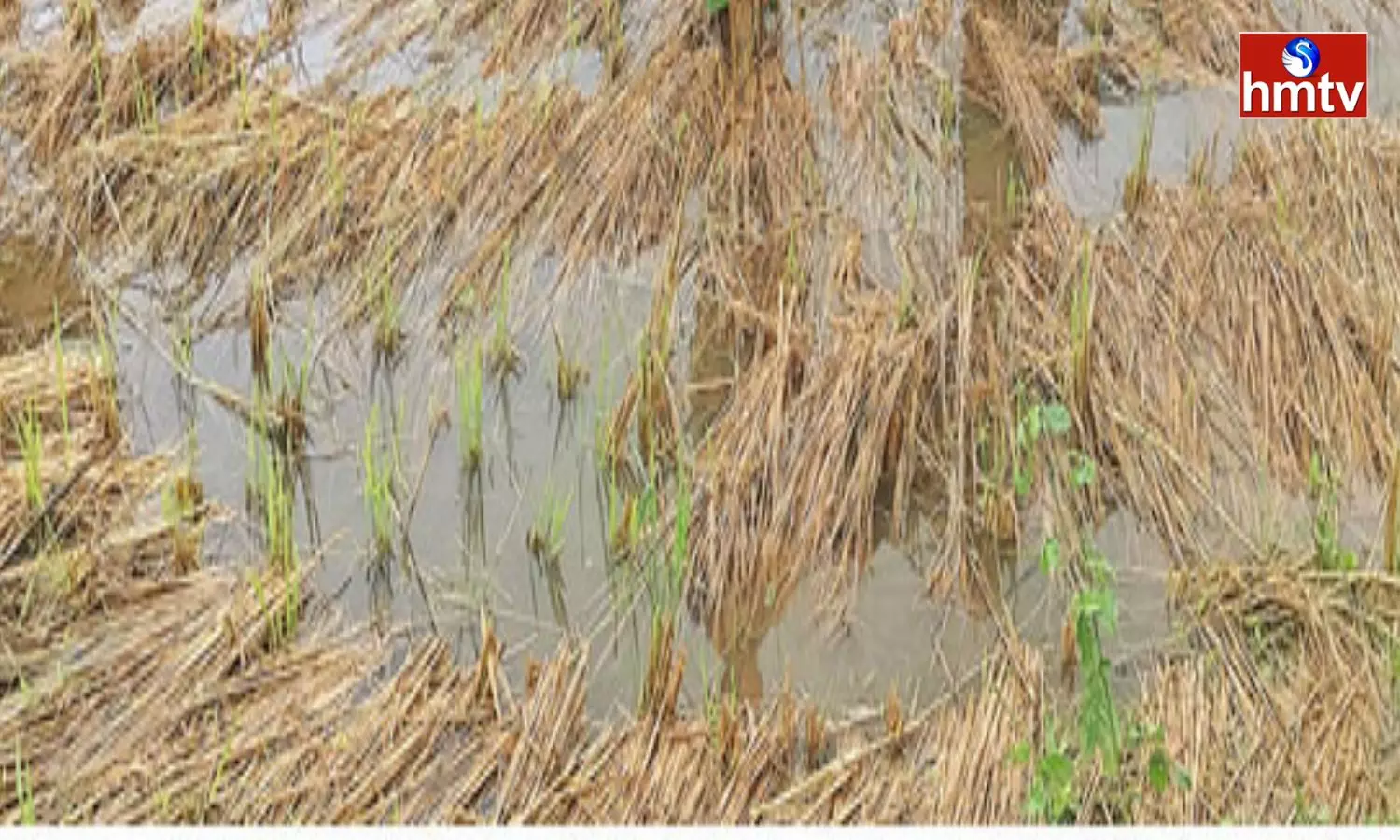 Michaung Cyclone Effect Submerged Crops in Andhra Pradesh