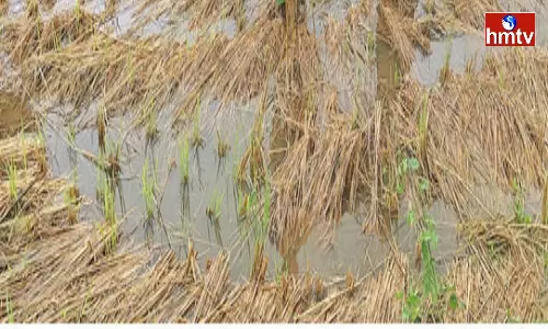 Michaung Cyclone Effect Submerged Crops in Andhra Pradesh