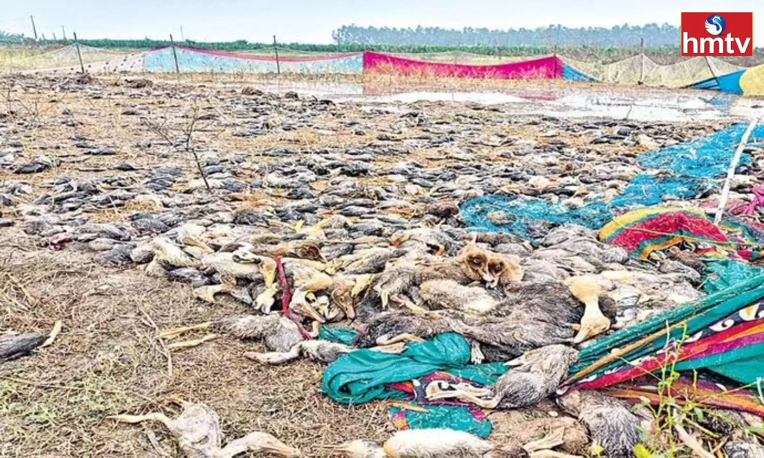 A Lot of Ducks Died Due To Heavy Rain in Khammam A Lot of Ducks Died Due To Heavy Rain in Khammam