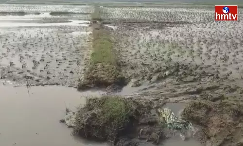 Crop Loss Due To Heavy Rains in Tirupati District