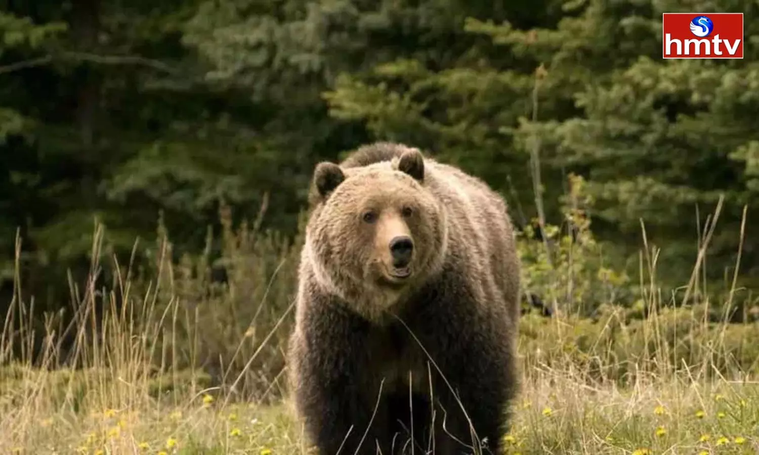 Bear Attack On Protection Watcher At Srisailam Bear Attack On Protection Watcher At Srisailam
