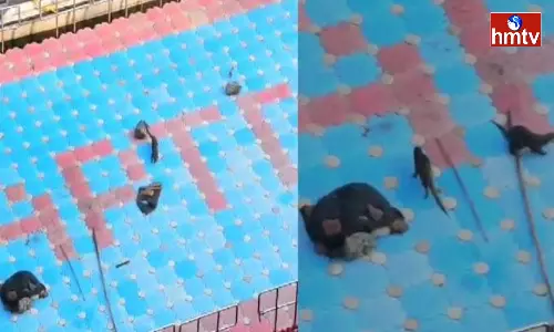 The Noise Of Water Dogs In Srisailam Patalganga