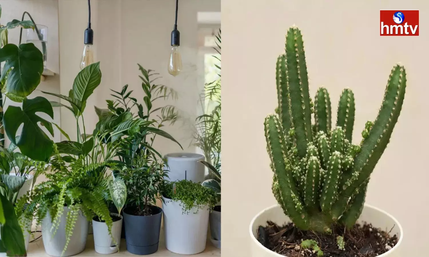 These Trees And Plants Should Not Be Grown At Home Even By Mistake They Will Suffer A Lot