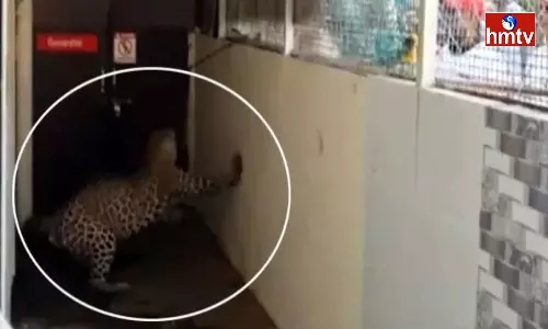 Leopard Came Hospital In Maharashtra Leopard Came Hospital In Maharashtra