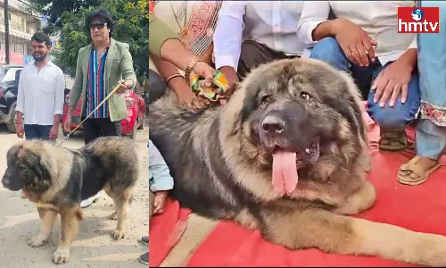 Worlds Costly Dog Roamed in Hyderabad Worlds Costly Dog Roamed in Hyderabad