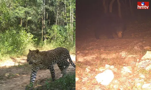 Fear Of Wild Animals Again In Tirumala