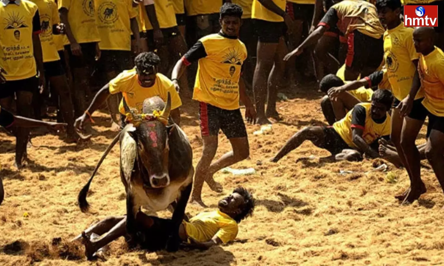 The Guidelines have been Introduced by Tamil Nadu Govt in  Jallikattu Game