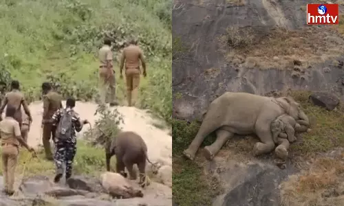 Baby Elephant Reunited with Mother in Tamil Nadu by Forest Team Baby Elephant Reunited with Mother in Tamil Nadu by Forest Team