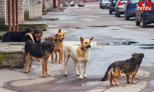 Stray Dogs Attacked a Seven-Year-Old Girl In Nellore Stray Dogs Attacked a Seven-Year-Old Girl In Nellore