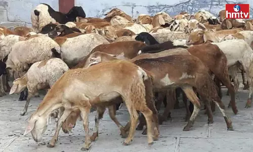 Gachibowli Police File A Case Of Diversion Of Funds In Animal Husbandry Department Gachibowli Police File A Case Of Diversion Of Funds In Animal Husbandry Department