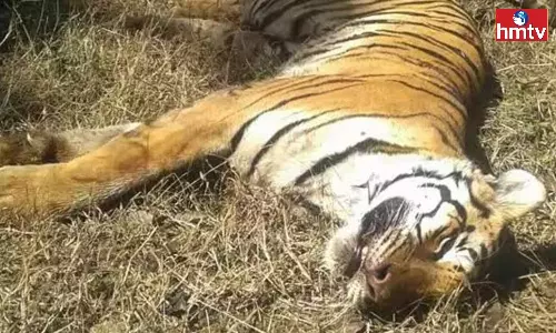 A Tiger Died in Komaram Bheem District A Tiger Died in Komaram Bheem District