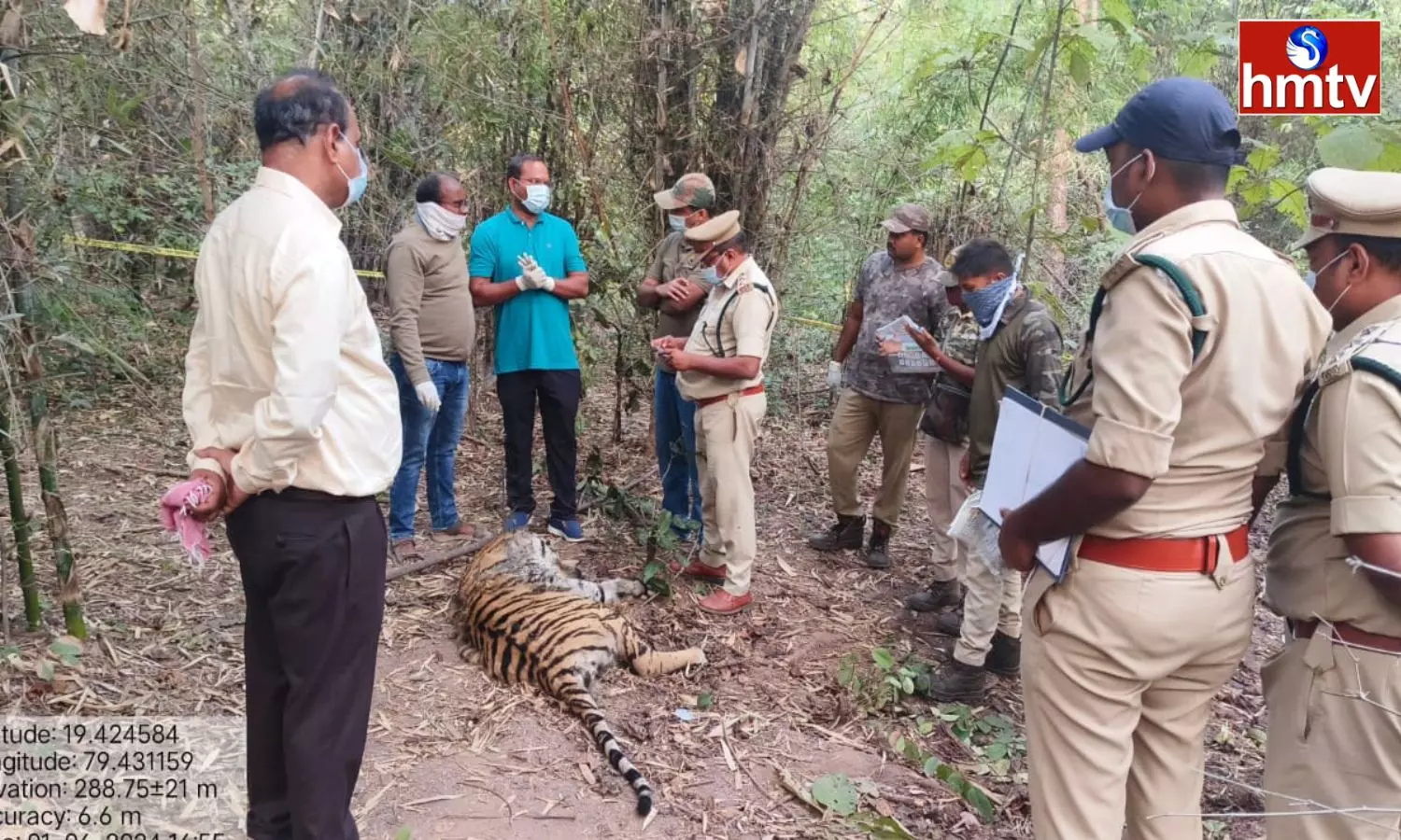 Another Tiger Died In Komaram Bheem Asifabad district