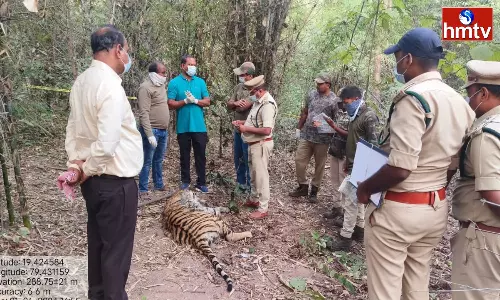 Another Tiger Died In Komaram Bheem Asifabad district