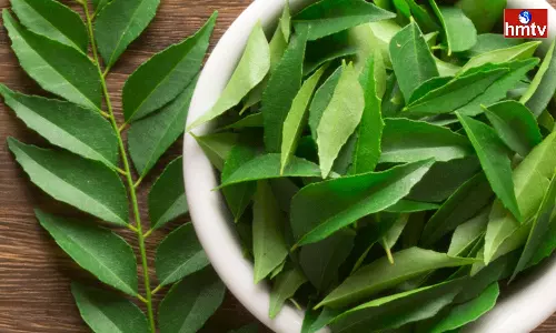 It is Very Good if Curry Leaves are Chewed on the Stomach These Diseases will Not Get Cured It is Very Good if Curry Leaves are Chewed on the Stomach These Diseases will Not Get Cured