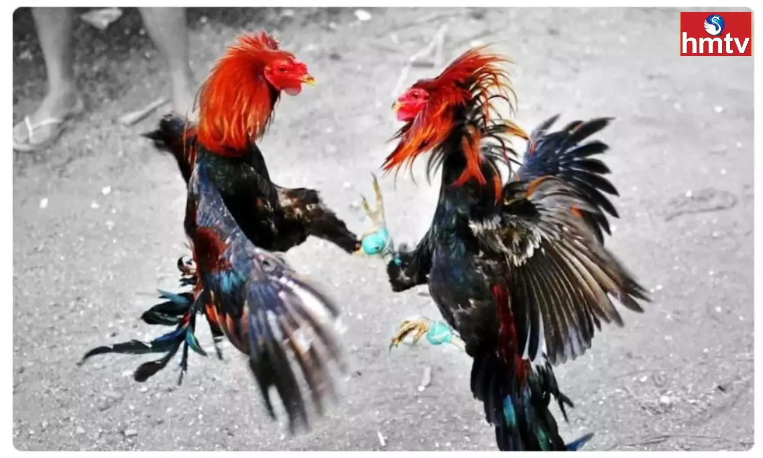 ‌‌Hens Are Getting Ready For Sankranti Festival