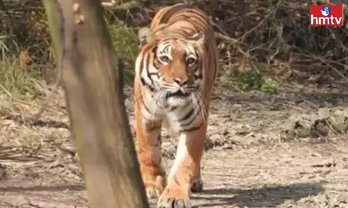 Tiger search operation in Komaram Bheem district is a success Tiger search operation in Komaram Bheem district is a success