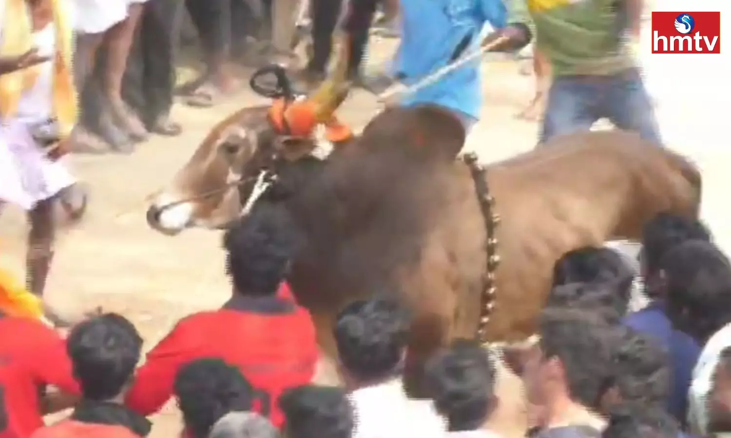 Jallikattu in Anupalli village of Chandragiri mandal of Tirupati district Jallikattu in Anupalli village of Chandragiri mandal of Tirupati district