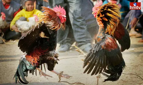 Sankranti A Festival For Bet Stones For Those Three Days They Indulge In Chicken Races