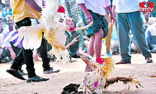 Kodi Pandalu in Sankranti Festival