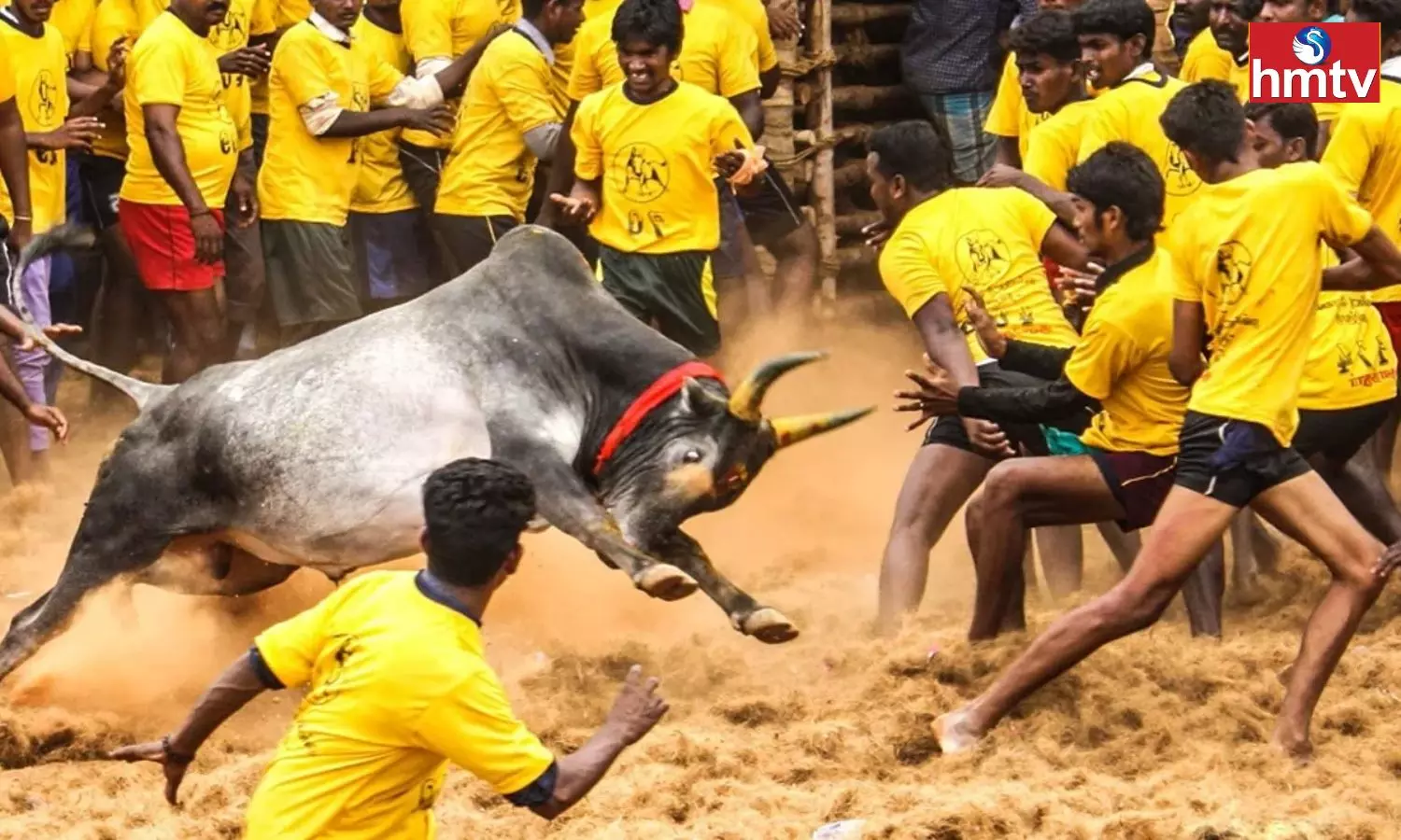 Jallikattu Competitions in Tamil Nadu