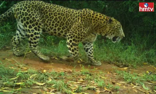 Leopard Attack on Farmers in Anantapur Leopard Attack on Farmers in Anantapur