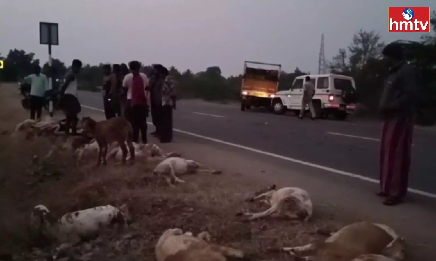A Bolero Vehicle Rammed Into A Herd Of Sheep Killing 26 Sheep