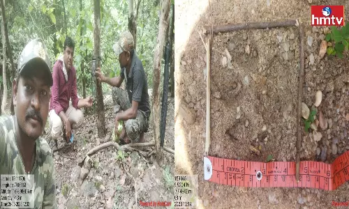 Tiger Migration In Mancherial District
