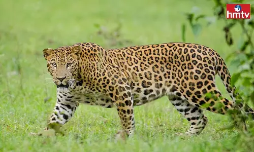 Leopard migration in Khammam district is disturbed
