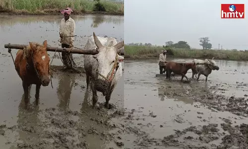 The Farmer Tied The Horse And Cow To The Plow