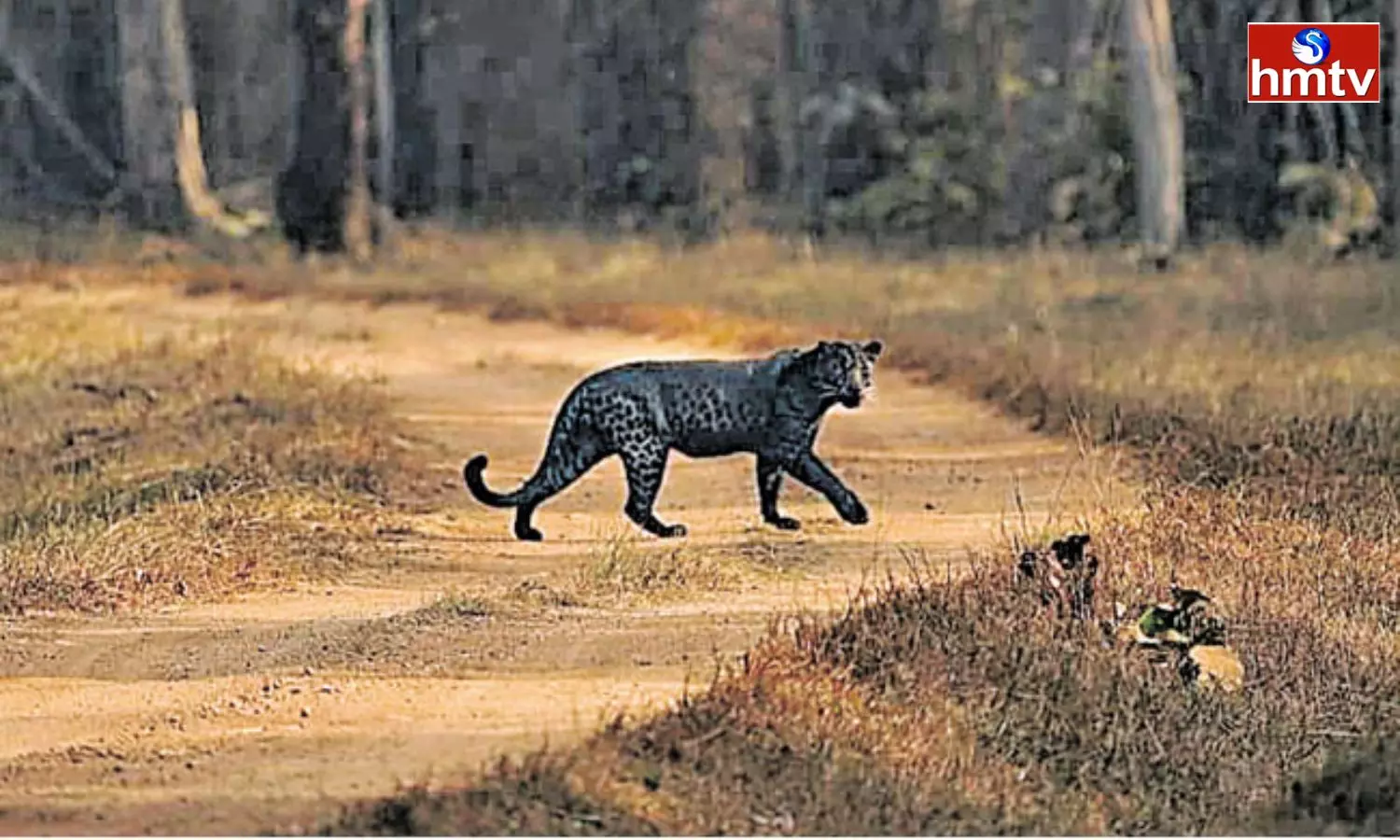 Black Leopard in Tadoba