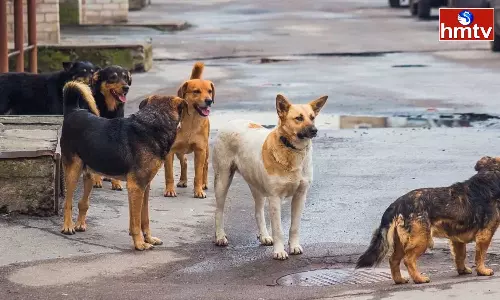 Boy Died After Being Attacked By Stray Dogs in Hyderabad