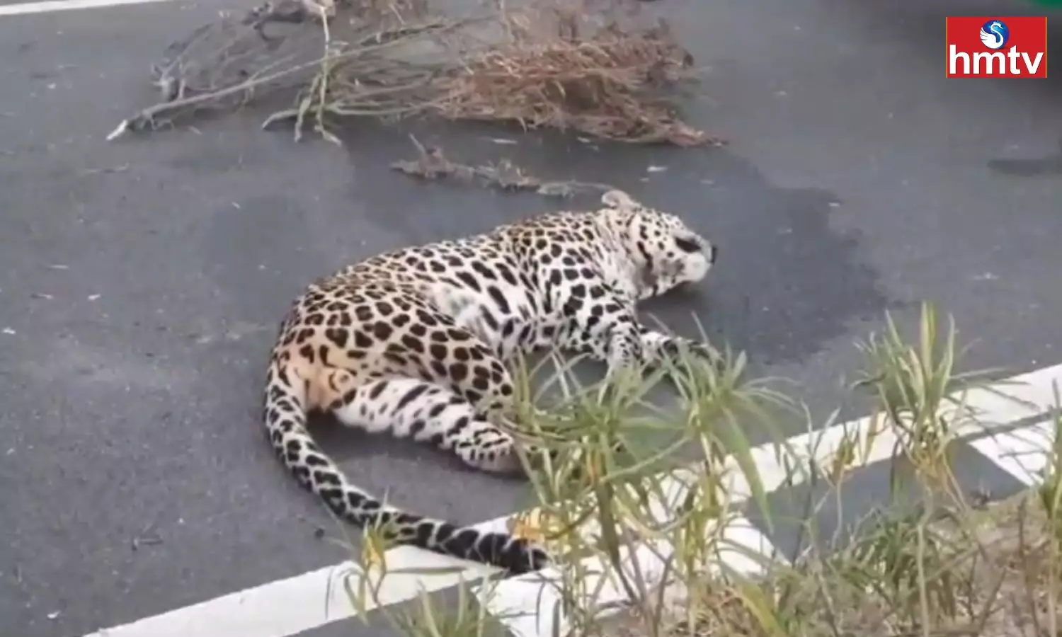 Cheetah Accident in Sri Sathya Sai District