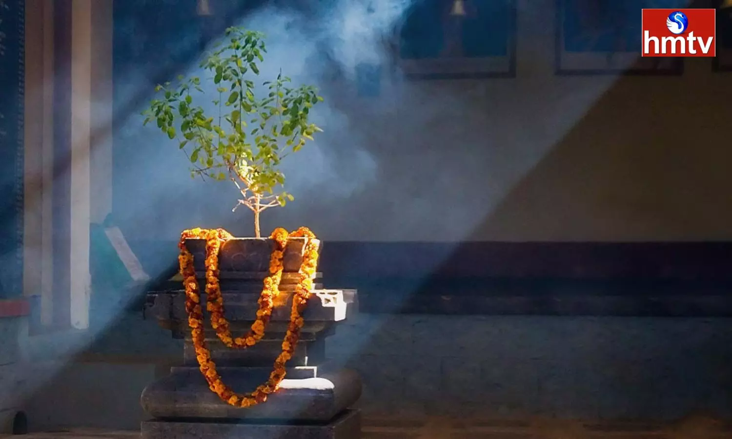 In The Morning Tulsi Plant Should Be Worshiped In This Way One Will Get Rid Of Financial Problems