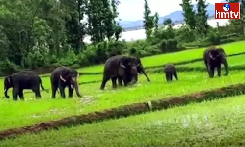 Elephants Created Havoc In  Tirupati District