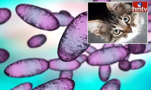 Rare Case of Bubonic Plague in U.S