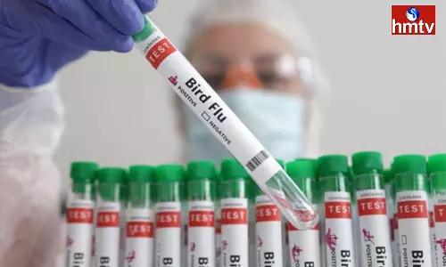 Bird Flu Symptoms Identify Nellore District Bird Flu Symptoms Identify Nellore District