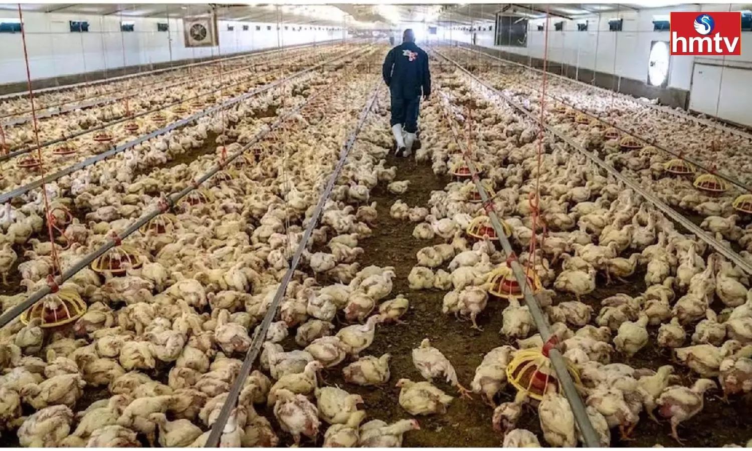 Bird Flu Affects Closed Chicken Sales