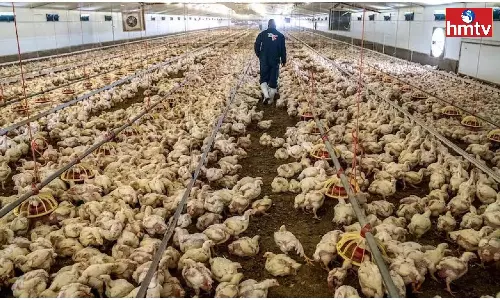 Bird Flu Affects Closed Chicken Sales Bird Flu Affects Closed Chicken Sales