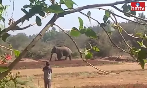 Elephant Created Havoc in Tamil Nadu