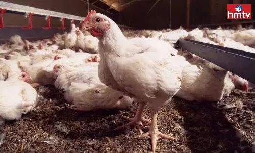 Bird Flu In Andhra Pradesh Bird Flu In Andhra Pradesh