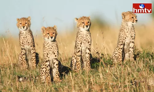 Cheetahs roam in Kalyandurg mandal of Anantapur district