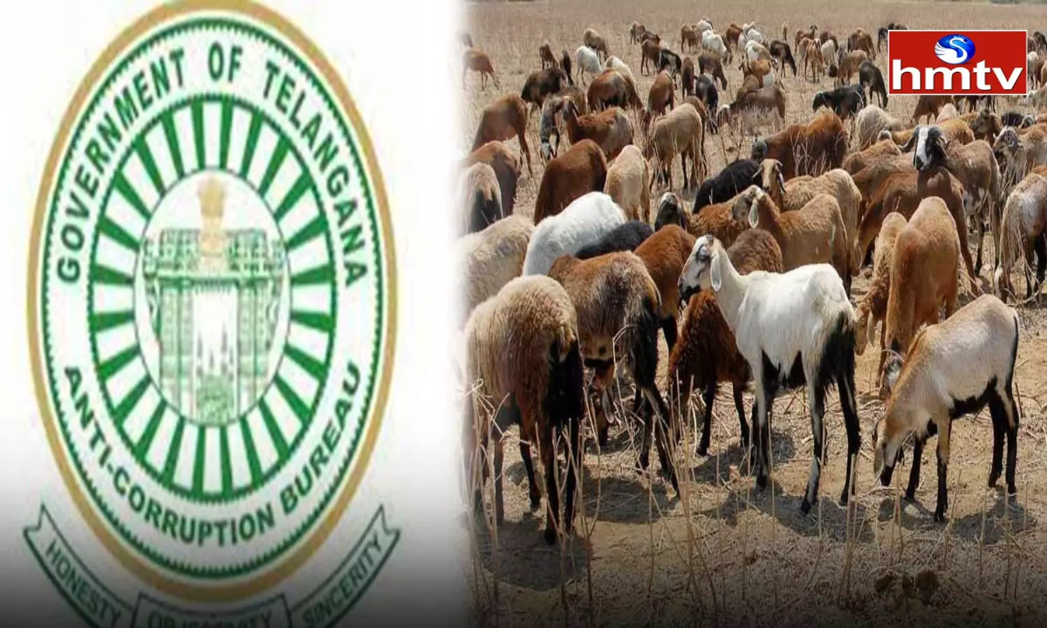 ACB Speed Up Investigation in Sheep Distribution Scam Case