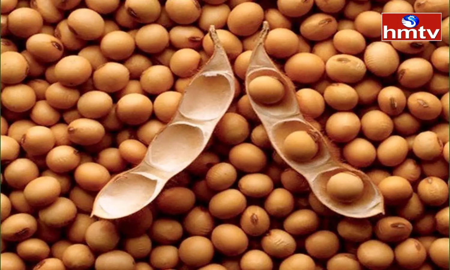 Soybean Procurement Begins in Adilabad