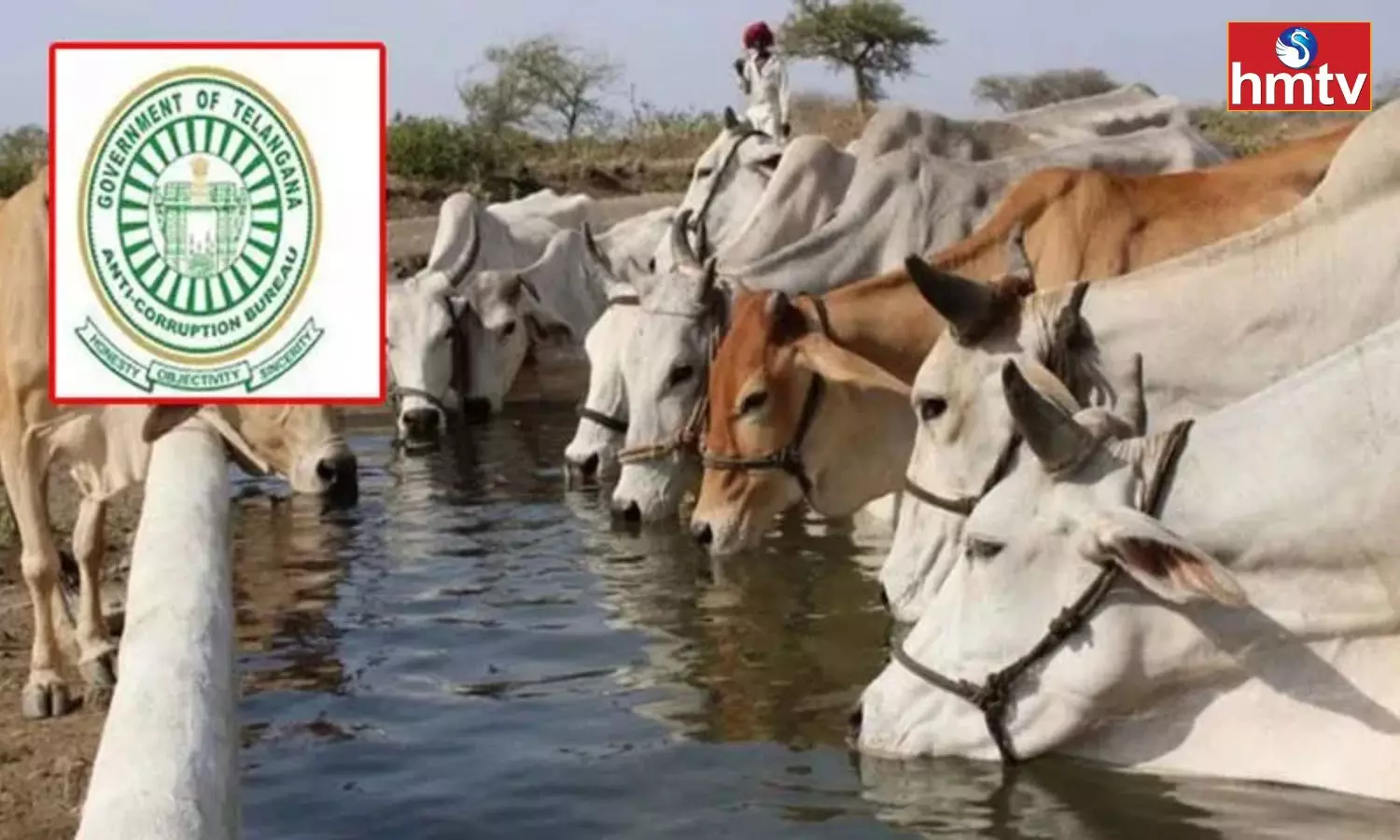 Acb Enquiries About Irregularities In The Purchase Of Cows In The Animal Husbandry Department